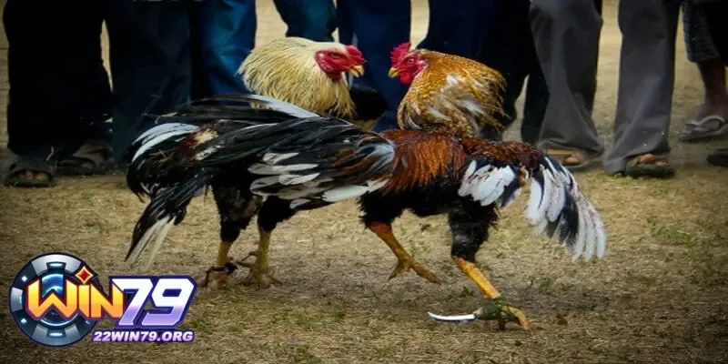 Cách nhận diện đá gà qua mạng lừa đảo và tránh xa trò gian lận