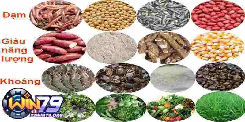 Cách trộn thức ăn cho gà đá với các thành phần nâng cao hiệu quả thi đấu