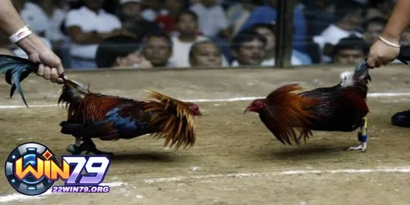 Cảm giác hồi hộp khi xem đá gà trực tiếp và những trận đấu đỉnh cao