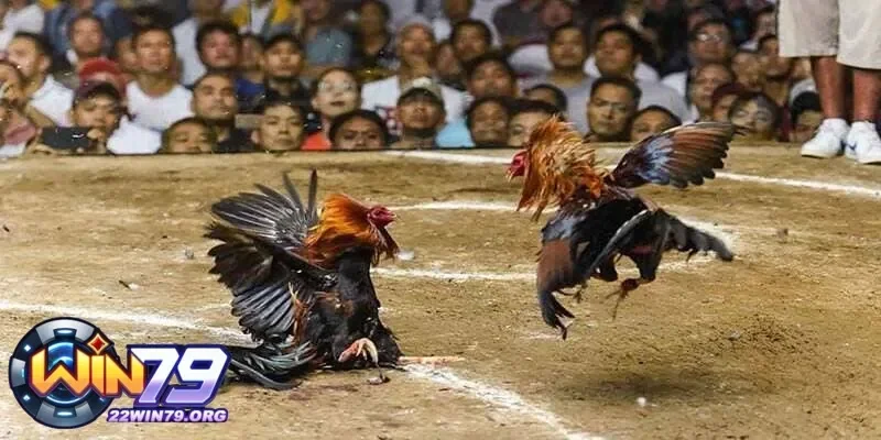 Chế độ ăn uống cho gà trước khi đá cho ăn gì giúp nâng cao chiến thắng