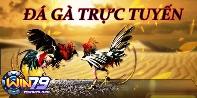 Đá gà cựa dao có gì khác biệt và tại sao nó lại hấp dẫn đến vậy