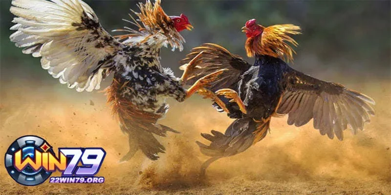 Đá gà qua mạng lừa đảo có ảnh hưởng gì đến người chơi