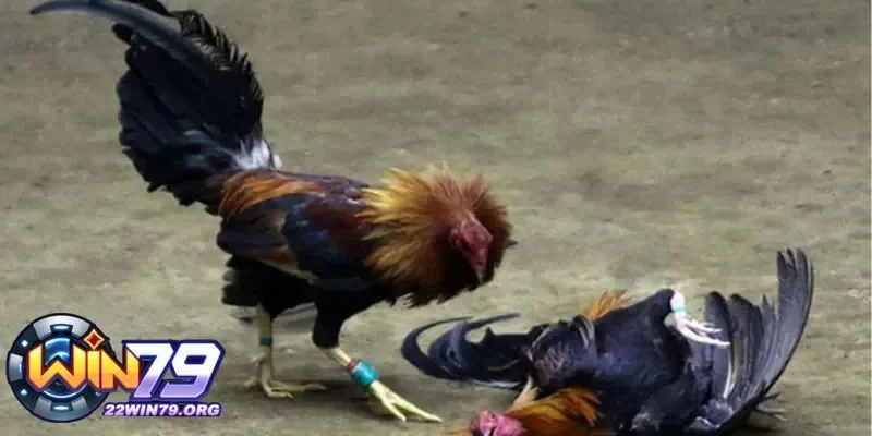 Đá gà Thomo và sự phát triển mạnh mẽ tại các giải đấu quốc tế