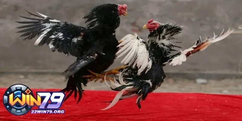 Dinh dưỡng không đúng thì tài năng gà chọi hay cũng ngủ yên