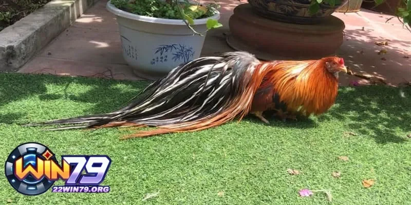 Gà thay lông bao lâu và những điều bạn cần biết để chăm sóc hiệu quả