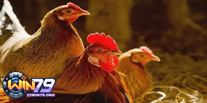 Gà Thay Lông Bao Lâu Và Các Yếu Tố Ảnh Hưởng Đến Thời Gian