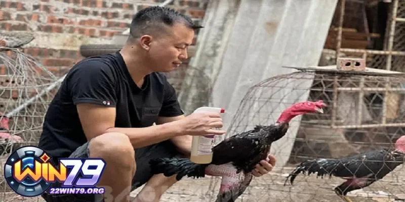 Tìm Hiểu Gà Trước Khi Đá Cho Ăn Gì Để Đảm Bảo Sức Mạnh