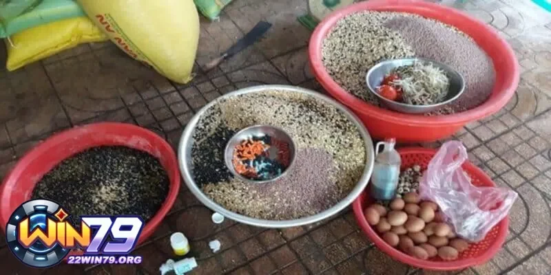 Hướng dẫn chi tiết cách trộn thức ăn cho gà đá để tăng cường sức khỏe