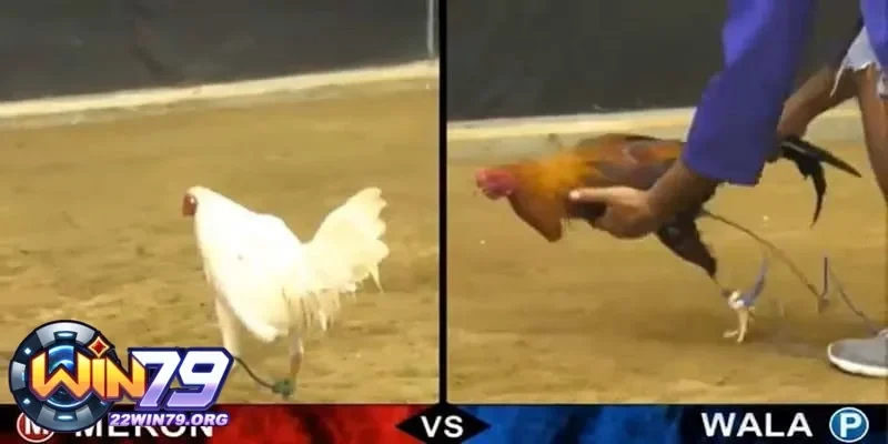 Làm thế nào để xem đá gà trực tiếp và theo dõi trận đấu hấp dẫn