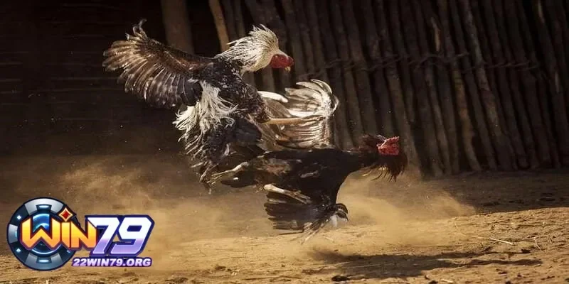 Lợi ích khi tham gia xem đá gà trực tiếp và các kênh trực tuyến uy tín