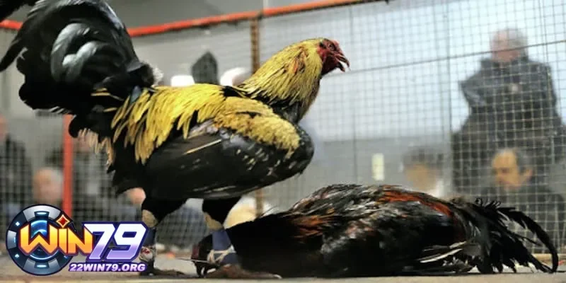 Những kênh và nền tảng phù hợp để xem đá gà trực tiếp mọi lúc