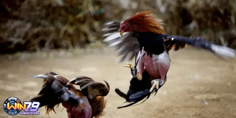 Những tips quan trọng để chơi Đá Gà Win79 hiệu quả