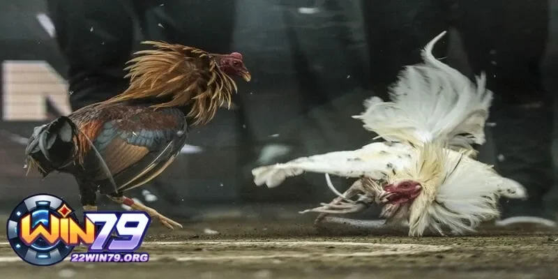 Tại sao cách rửa gà chọi khi đá lại quan trọng và cần lưu ý gì